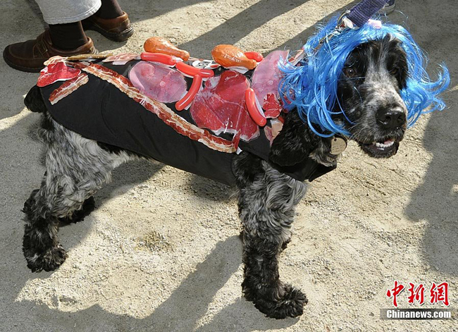 A dog dressed up in costumes during the 20th annual Tompkins Square Park Halloween Dog Parade in New York, October 23, 2010. [Chinanews.com]