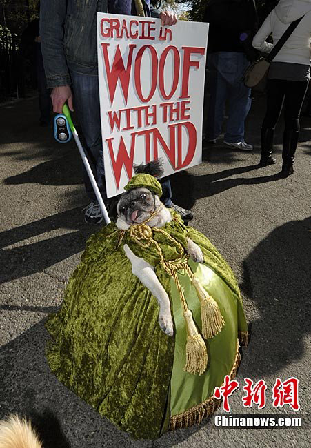 A dog dressed up in costumes during the 20th annual Tompkins Square Park Halloween Dog Parade in New York, October 23, 2010. [Chinanews.com]