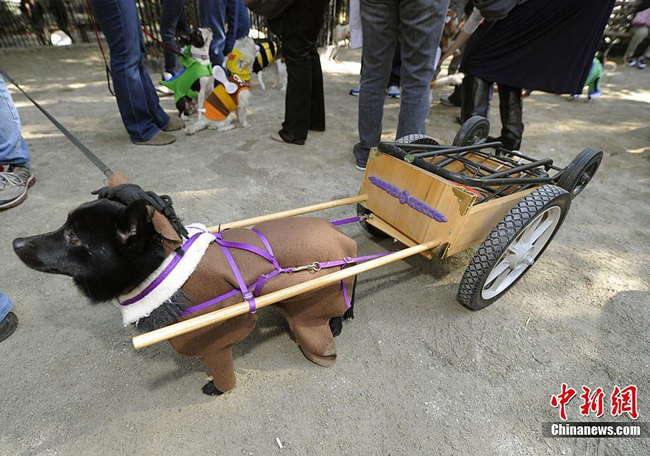 Dogs and humans alike dressed up in costumes during the 20th annual Tompkins Square Park Halloween Dog Parade in New York, October 23, 2010. [Chinanews.com]