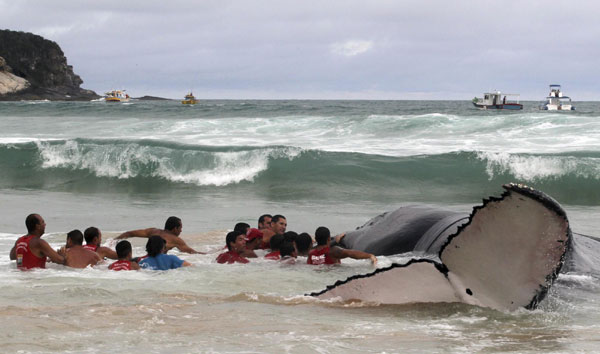 Rescue workers try to push a humpback whale that had become stranded back out to sea at Geriba beach in Buzios, 192 kilometers from Rio de Janeiro, Oct 26, 2010. The whales migrate north from Antarctica to mate from July to November off the coast of Brazil. [China Daily/Agencies]