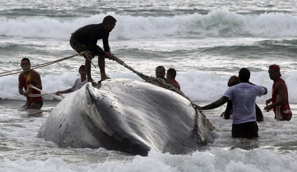 Rescue workers try to push a humpback whale that had become stranded back out to sea at Geriba beach in Buzios, 192 kilometers from Rio de Janeiro, Oct 26, 2010. [China Daily/Agencies]