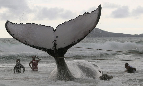 Rescue workers try to push a humpback whale that had become stranded back out to sea at Geriba beach in Buzios, 192 kilometers from Rio de Janeiro, Oct 26, 2010. [China Daily/Agencies]