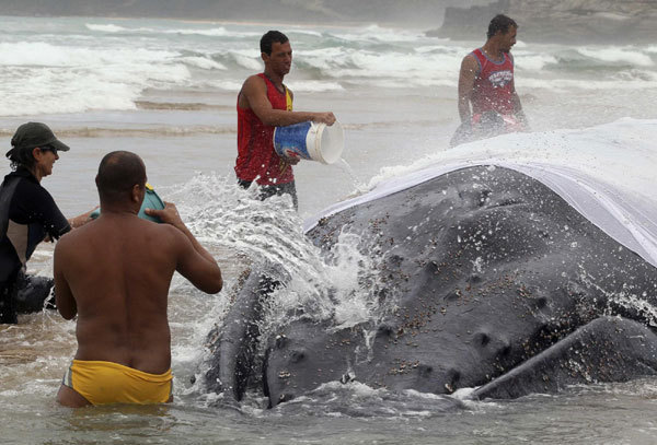 Rescue workers and residents pour water on a humpback whale had become stranded back out to sea at Geriba beach in Buzios, 192 kilometers from Rio de Janeiro, Oct 26, 2010. [China Daily/Agencies]