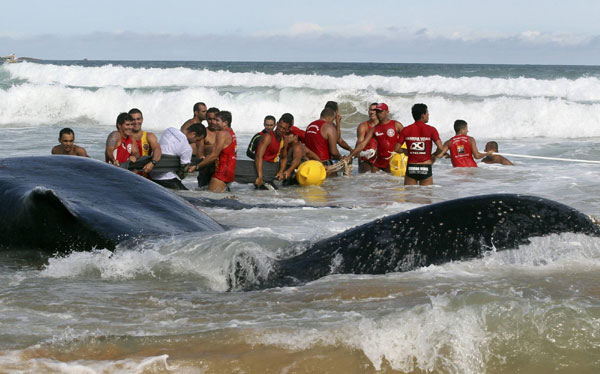 Rescue workers and residents pour water on a humpback whale had become stranded back out to sea at Geriba beach in Buzios, 192 kilometers from Rio de Janeiro, Oct 26, 2010. [China Daily/Agencies]