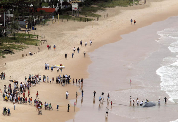 A stranded humpback whale is seen on Geriba beach in Buzios, 192 kilometers from Rio de Janeiro, Oct 26, 2010. [China Daily/Agencies]