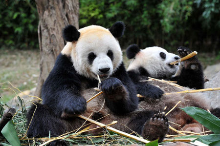 Pandas eat bamboos at the Xiangjiang Safari Park in Guangzhou, the capital of South China's Guangdong Province, October 25, 2010. 
