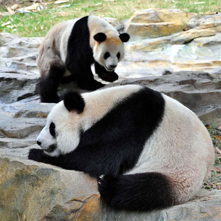 Two giant pandas rest at Xiangjiang Safari Park in Guangzhou, the capital of South China's Guangdong Province, October 25, 2010. 