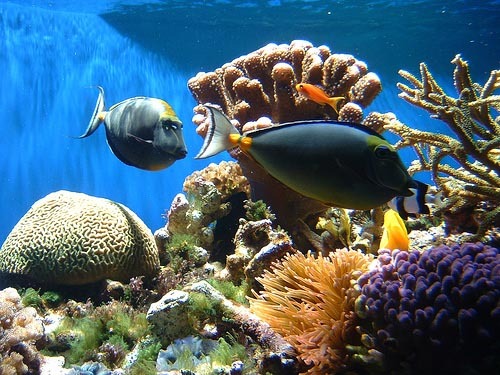 Coral reefs are often referred to as the rainforests of the ocean. 