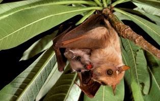 The study shows populations of most European bat species are stabilising or increasing. [UNEP] 