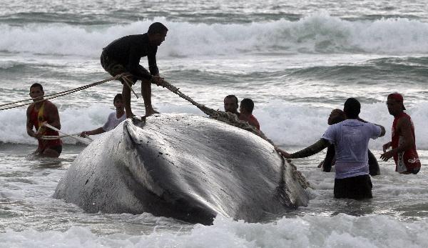 Rescue workers try to push a humpback whale that had became stranded back out to sea at Geriba beach in Buzios, 192 kilometers (119 miles) from Rio de Janeiro, October 26, 2010. The whales migrate north from Antarctica to mate from July to November off the coast of Brazil. [Xinhua/Reuters]