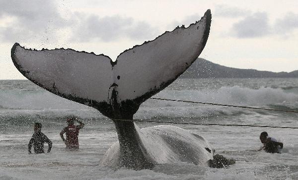 Rescue workers try to push a humpback whale that had became stranded back out to sea at Geriba beach in Buzios, 192 kilometers (119 miles) from Rio de Janeiro, October 26, 2010. The whales migrate north from Antarctica to mate from July to November off the coast of Brazil. [Xinhua/Reuters]