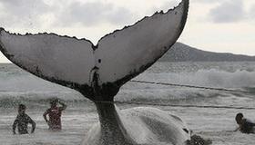 Rescue workers struggle to free humpback whale