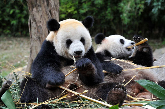 Pandas eat bamboos at the Xiangjiang Safari Park in Guangzhou, the capital of South China’s Guangdong province, Oct 25, 2010.