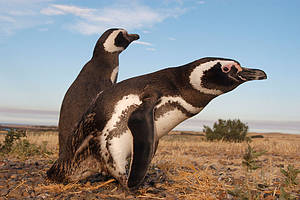 Magellanic or jackass penguins (Spheniscus magellanicus) Colony at Punta Tumbo counts hundreds of thousands of individuals. Tourist Site. Chubut Province, Patagonia, Argentina. [WWF] 