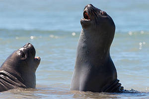 Mirounga leonina Southern Elephant seal. Valdés Peninsula, Chubut Province, Patagonia, Argentina. [WWF] 