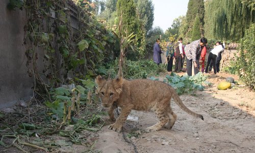 A liger, the hybrid offspring of a male lion and a tigress, guards a vegetable field while its owners pick sweet potatoes at Wuqiao Acrobatic World in Cangzhou, Central China&apos;s Hebei province, Oct 27, 2010. Visitors can often be found picking from the field, which was opened by acrobats and employees of the scenic spot. They keep a four-month-old non-aggressive liger to help keep visitors away. 