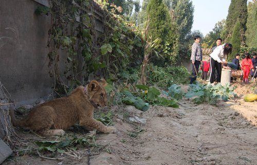 A liger, the hybrid offspring of a male lion and a tigress, guards a vegetable field while its owners pick sweet potatoes at Wuqiao Acrobatic World in Cangzhou, Central China&apos;s Hebei province, Oct 27, 2010. 