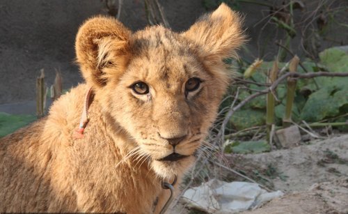 A liger, the hybrid offspring of a male lion and a tigress, guards a vegetable field while its owners pick sweet potatoes at Wuqiao Acrobatic World in Cangzhou, Central China&apos;s Hebei province, Oct 27, 2010. 