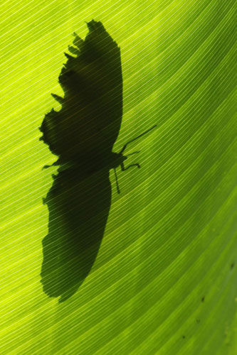 A butterfly rests on a leaf at the National Institute of Biodiversity (INBio) in Santo Domingo de Heredia, Costa Rica, Oct 27, 2010.