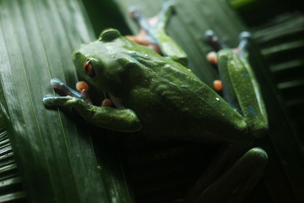 A Blue-sided leaf frog (Agalychnis annae) rests on leaves at the National Institute of Biodiversity (INBio) in Santo Domingo de Heredia, Oct 27, 2010.