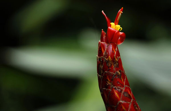 Costa Rica shows excellence in biodiversity