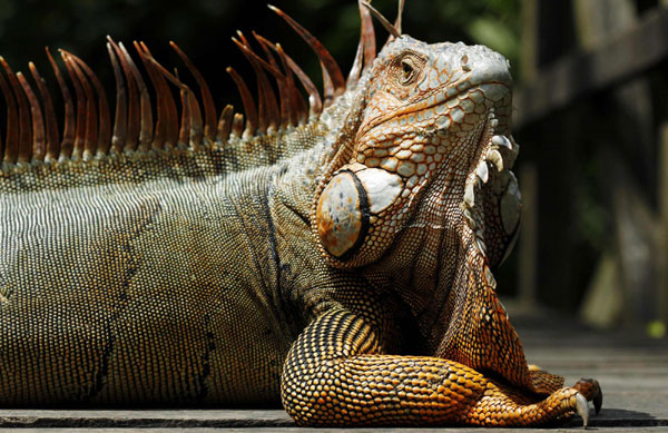 A male Spiny tail iguana (Ctenosaura similis) rests at the National Institute of Biodiversity (INBio) in Santo Domingo de Heredia, Costa Rica, Oct 27, 2010. 