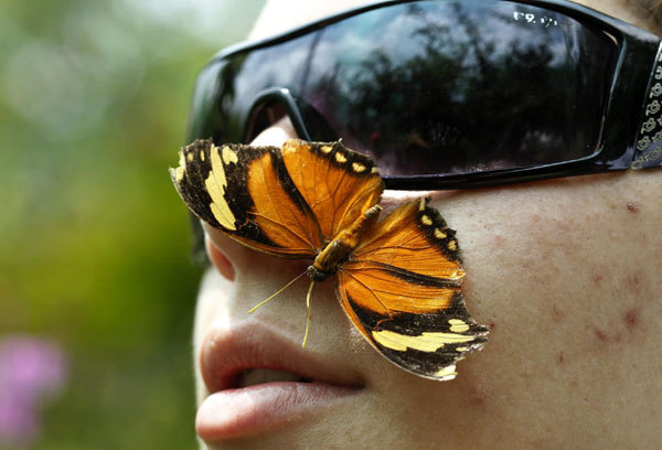 A monarch butterfly (heliconiinae) stands on the face of a man at the National Institute of Biodiversity (INBio) in Santo Domingo de Heredia, Costa Rica, Oct 27, 2010. 