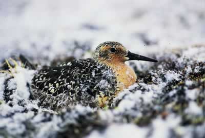 Sandpipers are an important and fascinating part of Arctic biodiversity. [UNEP] 