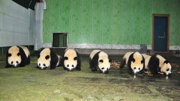 Photo taken on Oct. 18 shows the 6 pandas in Bifengxia Panda Base in Ya'an, southwest China's Sichuan Province. The six pandas left the Bifengxia Panda Base on Oct. 27 for Guangzhou to meet with the visitors during the 16th Asian Games on Wednesday. [Xinhua]