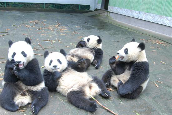 Pandas rest in the Bifeng Gorge Breeding Base in Ya&apos;an city, Southwest China&apos;s Sichuan province, before leaving for Guangzhou to form an &apos;Asian Games Panda Group&apos;, Oct 27, 2010. [China Daily/Agencies]