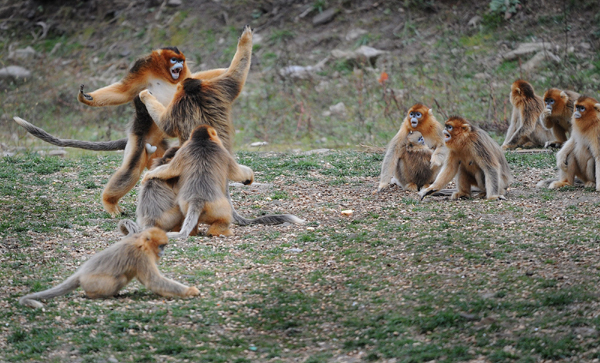 Two golden monkeys fight over fruit.[Xinhua]