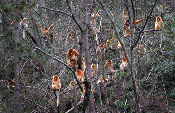 Golden monkeys live in the forest.[Xinhua]