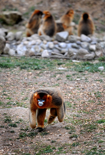 A golden monkey has enjoyed the feeding.[Xinhua]