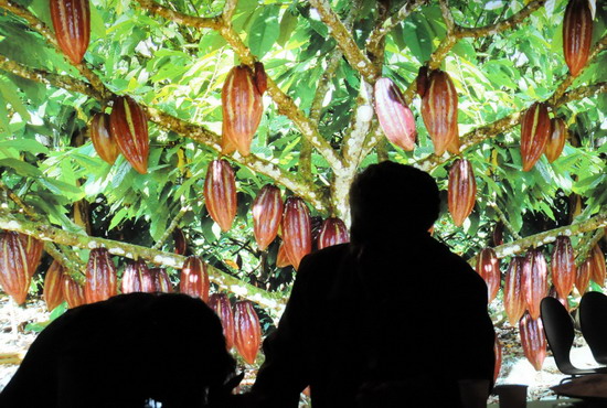 People visit the cocoa plantations during the 16th &apos;Salon du Chocolat&apos; in Paris, France, Oct 27, 2010. [Xinhua] 