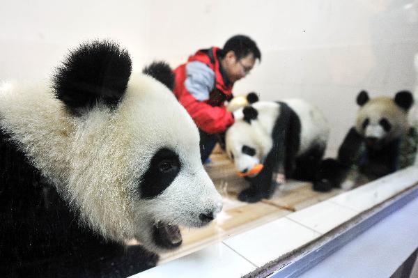 Giant pandas from the Bifengxia Giant Panda Base in Ya'an, southwest China's Sichuan Province, are seen at the Xiangjiang Safari Park in the Panyu District of Guangzhou, capital of south China's Guangdong Province, Oct. 28, 2010. Six 2009-born giant pandas left their home to add cheer to next month's Asian Games and will spend about a year here. (Xinhua/Liu Dawei)