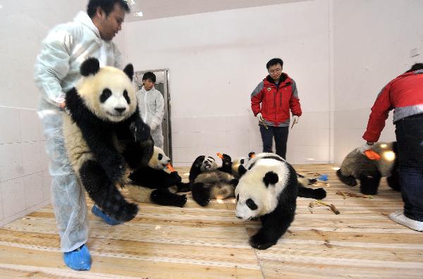 Experienced giant panda keepers take care of six pandas from the Bifengxia Panda Base in Ya'an, southwest China's Sichuan Province, at the Xiangjiang Safari Park in the Panyu District of Guangzhou, capital of south China's Guangdong Province, Oct. 28, 2010. Six 2009-born giant pandas left their home to add cheer to next month's Asian Games and will spend about a year here. (Xinhua/Liu Dawei) 