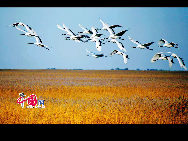 Zhalong Nature Preserve is a wetland reserve in the Heilongjiang province of China. This 840 square mile (2175 square kilometers) marsh reserve serves as a stopover and nesting area for a large number of storks, swans, herons, grebes and other species. [Photo by Ma Chengjun]