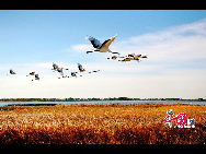 Zhalong Nature Preserve is a wetland reserve in the Heilongjiang province of China. This 840 square mile (2175 square kilometers) marsh reserve serves as a stopover and nesting area for a large number of storks, swans, herons, grebes and other species. [Photo by Ma Chengjun]