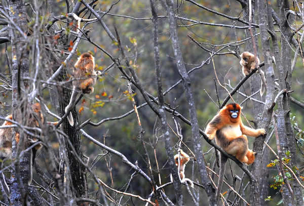 In the spring of 2010, a cold air mass destroyed the food source of golden monkeys living in the Qinling Mountains, and some of them were found stealing corn from the village. 