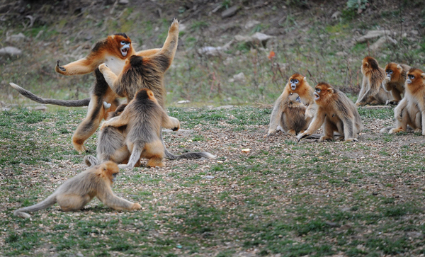 Two golden monkeys fight over fruit.