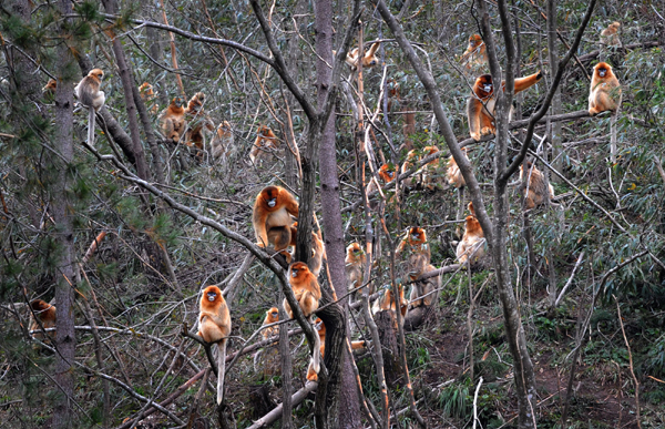 Golden monkeys live in the forest.