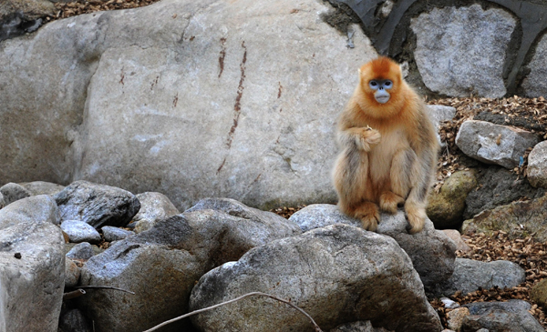 A golden monkey rests after feeding.