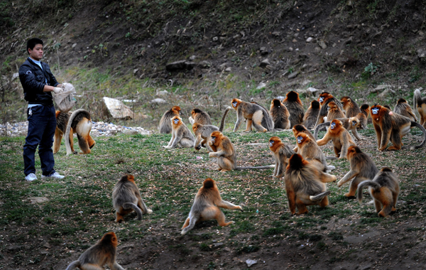 Every day about the same time, a man sent by the local government brings food for the monkeys.