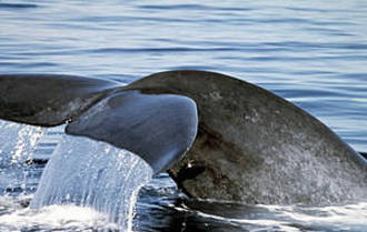 The largest animal on the planet, the blue whale is listed as a threatened species. [WWF] 