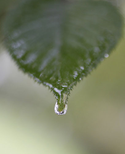 A drop of rainwater drips from a leaf at a park near the venue of the 10th Conference of the Parties to the Convention on Biological Diversity (COP 10) in Nagoya, central Japan October 28, 2010. 