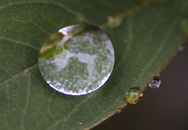 Trees are reflected on a raindrop on a leaf at a park near the venue of the 10th Conference of the Parties to the Convention on Biological Diversity (COP 10) in Nagoya, central Japan October 28, 2010. 