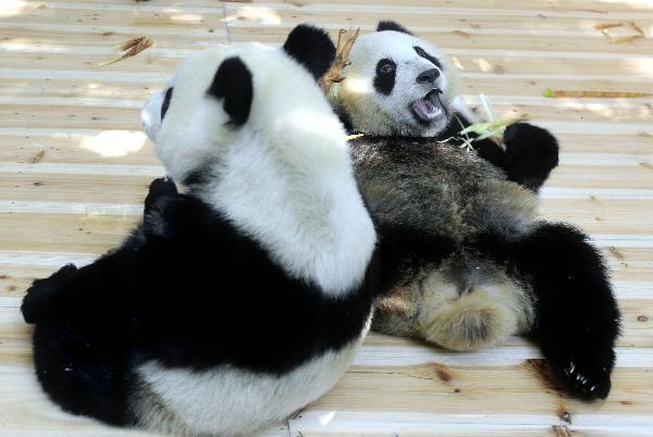 Giant pandas from the Bifengxia Giant Panda Base in Ya&apos;an, southwest China&apos;s Sichuan Province, are seen at the Xiangjiang Safari Park in the Panyu District of Guangzhou, capital of south China&apos;s Guangdong Province, Oct. 28, 2010. Six 2009-born giant pandas left their home to add cheer to next month&apos;s Asian Games and will spend about a year here. 