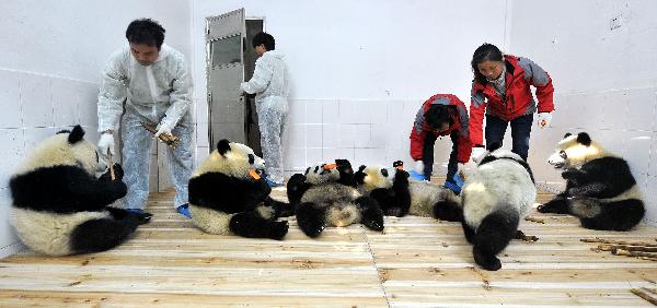 Experienced giant panda keepers take care of six pandas from the Bifengxia Panda Base in Ya&apos;an, southwest China&apos;s Sichuan Province, at the Xiangjiang Safari Park in the Panyu District of Guangzhou, capital of south China&apos;s Guangdong Province, Oct. 28, 2010. Six 2009-born giant pandas left their home to add cheer to next month&apos;s Asian Games and will spend about a year here.