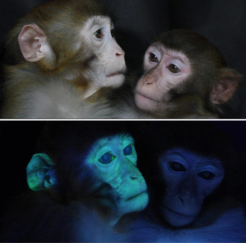 A genetically engineered rhesus monkey (L) bred by Chinese scientists glows green when exposed to ultraviolet light (bottom), but it looks similar to an ordinary one in regular light (top). [Xinhua]