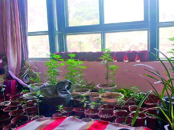 A couple from Jinan City in Shandong began growing marijuana in the cellar of their apartment block in June this year using techniques gleaned from the Internet.